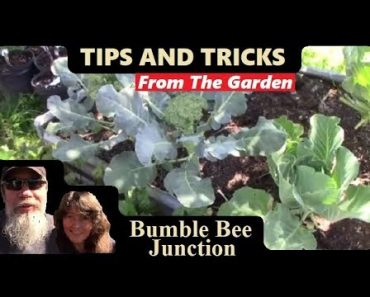 Vegetable Gardening 101 | Raised Bed Garden Ideas And Advice For Beginners