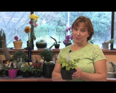 Flower Gardening Tips : How to Grow Japanese Anemone (Anemone X Hybrida)
