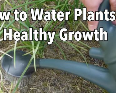 Watering Your Vegetable Garden: How to Water Plants for Healthier Growth