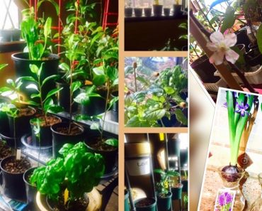 Indoor Gardening Year-Round! Over 100 Edible Plants & Propagating Longevity Spinach