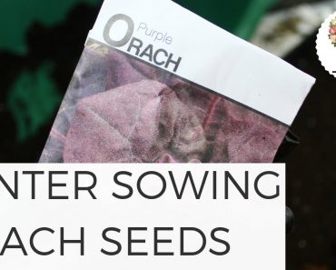Winter Sowing Orach Seeds in Unheated Greenhouse Growing Flowers Gardening for Beginners