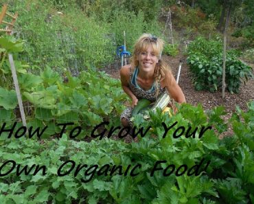 How To Grow a FULLY Organic Vegetable Garden
