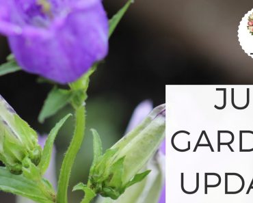 June Garden Tour Update: Cut Flower Farm + Vegetable Garden Gardening for Beginners Growing Flowers