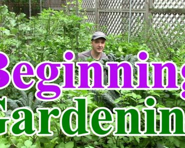 Beginning Gardening Series #1: Best Location for a Vegetable Garden