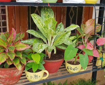 Indoor Plant Care Schedule – for Beginners || Fun Gardening