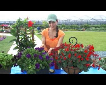 Tips on 3 Types of Direct Sunlight Garden Flowers