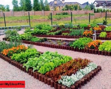raised bed garden – backyard vegetable garden design ideas