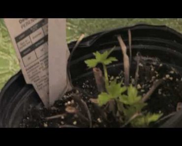 Flower Gardening Tips : How to Grow Delphinium