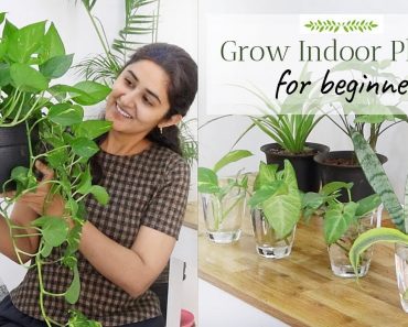 Grow with Me – Indoor Plants from Cuttings  | Ep 4