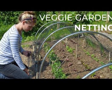 Garden Netting: Protecting crops in the Veggie Garden