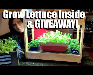 How to Grow Lettuce Indoors in the Winter  // Indoor Garden Series ?