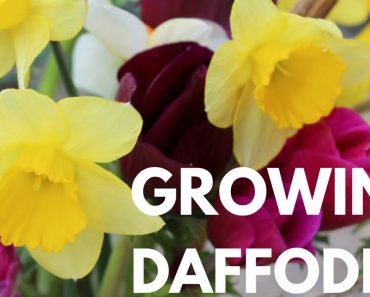 How to Grow/Plant Daffodil Bulbs Growing Flowers Gardening for Beginners Cut Flower Farm Easy Grow