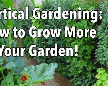 Vertical Gardening – Simple Ideas for a Vertical Vegetable Garden