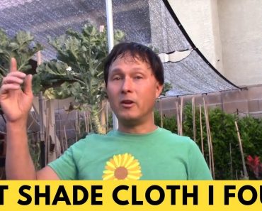 Best Shade Cloth to Reduce Temperature of Plants for Your Vegetable Garden