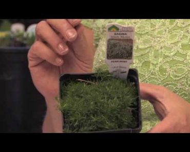 Flower Gardening Tips : How to Grow Irish or Scotch Moss (Sagina Subulata)