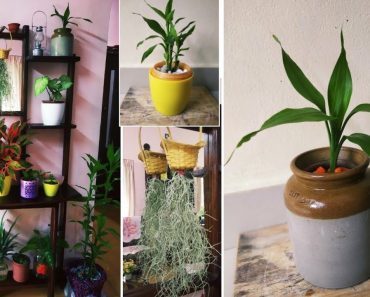 My Indoor plants | indoor gardening tips | self watering pots | malayalam