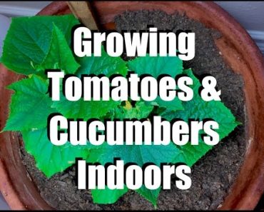 Growing Tomatoes and Cucumbers Indoors with Simple Grow Lights //  Growing Your Indoor Garden #6