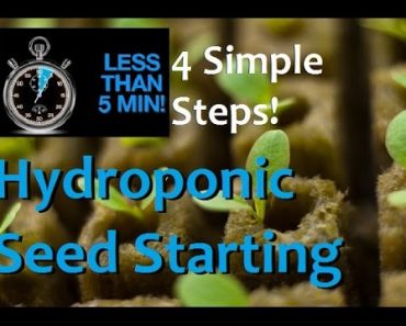 How to Start Seeds For Hydroponics in 5 minutes and 4 EZ Steps