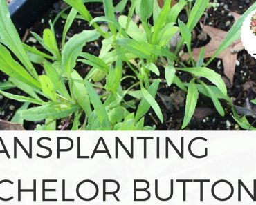 Transplanting Bachelor's Buttons Gardening for Beginners Growing Flowers from Seed Cut Flower Farm