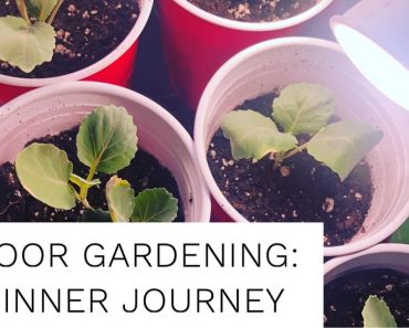 Indoor Gardening: Beginner Journey