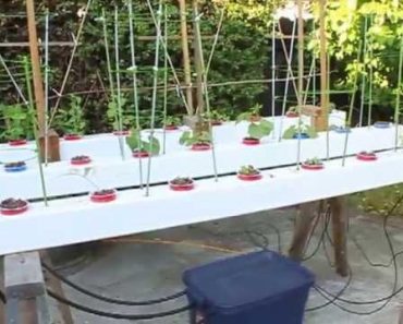 Tips and Tricks for Setting Up a Hydroponic Garden