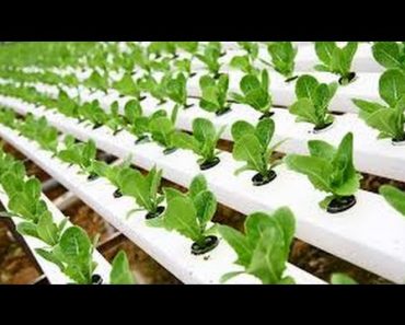 Hydroponic Gardening – Grow Organic Plants Fast