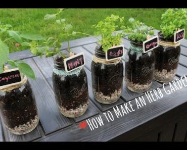 How to: Indoor Herb Garden