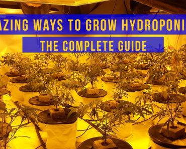 3 Amazing Ways to Grow with Hydroponic Systems – The Complete Guide
