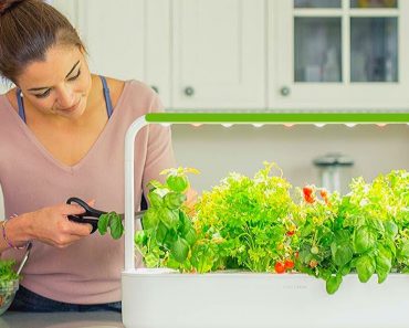 5 Best Indoor Hydroponic Gardening Systems for Your Home