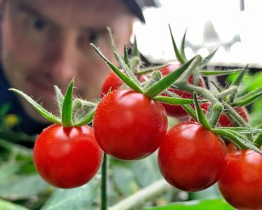 RESULTS! —  Hydroponic tomatoes: How to grow tomatoes forever..ish. Or for a really long time.