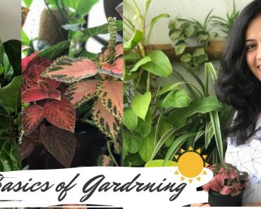 Basics of Indoor Gardening for beginners – Part 1| Sunlight |Garden Vibes