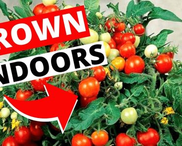 How To Grow Tomatoes Indoors | Indoor Gardening for Beginners