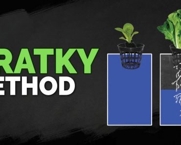 How to Set Up The Kratky Hydroponics Method (Tutorial)