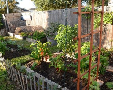 First Garden on a Budget |Kristen and Phillip Knight |Central Texas Gardener
