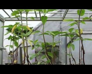 Indoor Gardening Tips : How Do I Plant Sunflower Seeds Indoors?