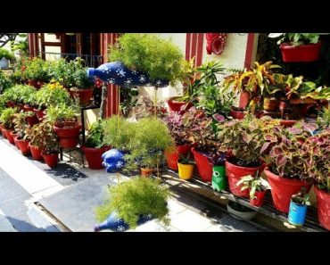 ?My indoor garden tour: Best shade loving / Indoor plants to grow | Best care tips for indoor plants
