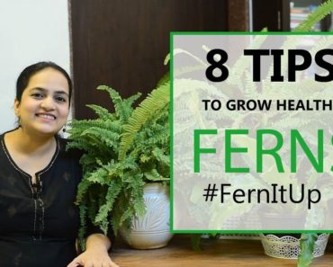 8 Tips for Growing Healthy Ferns | Indoor plants | Fern care | Gardening Tips