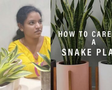 Snake plant  (Sansevieria) Care & Tips Telugu || AirPurifying || Indoor Gardening|| OXYGEN Gardening