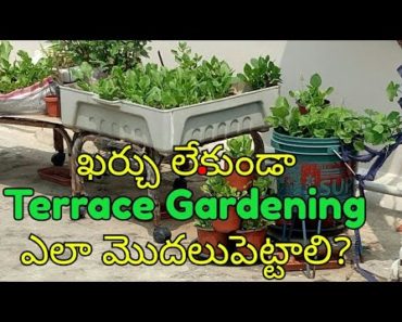 టెర్రస్ గార్డెనింగ్ మొదలు పెట్టాడానికి ట్రైనింగ్ | How to start Terrace Gardening #OrgGardener