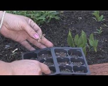 Flower Gardening : How to Grow Carnations From Seeds