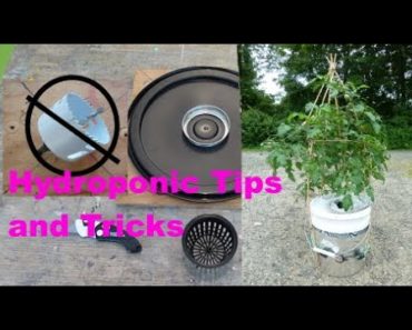 Hydroponic Tips and Tricks