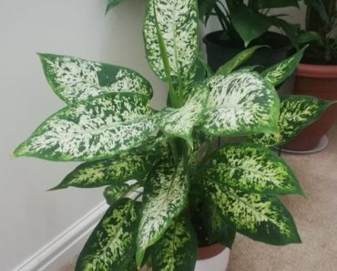 Care and tips about Dieffenbacia/Dumb cane| Indoor Garden