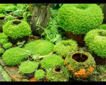 How to Grow Moss Garden Indoor – Moss Garden Indoor Tips