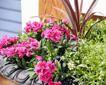Easy Tips for Planting Beautiful Outdoor Flower Pots