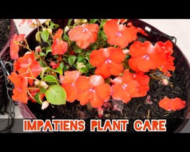 How to care Impatiens flower plant?, Balsam plant care tips