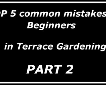 Top 5 common mistakes by beginners in Terrace Gardening (Part – 2)