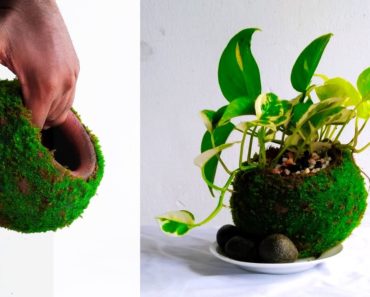Moss Pot Making for Indoor Money Plants-Indoor Garden Idea-Money Plants Growing Idea//GREEN PLANTS