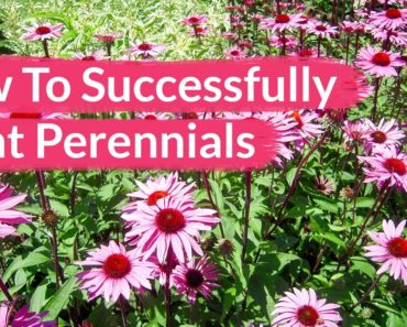 How To Successfully Plant Perennials / Joy Us Garden