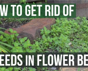 How to Get Rid of Weeds in Flower Beds