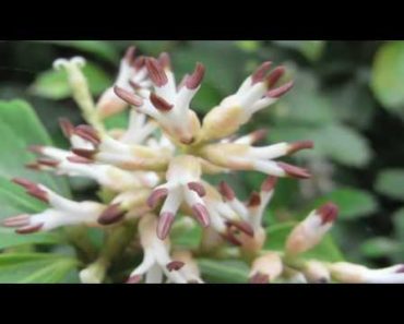 Flower Gardening Tips : How to Grow Japanese Spurge (Pachysandra Terminalis, Pachysandra Procumbens)